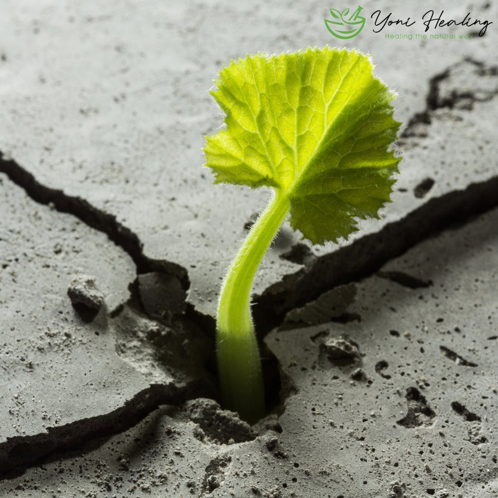 Building Resilience and Coping Skills to Navigate Life's Challenges